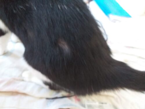 Pets e pessoas - Image 3